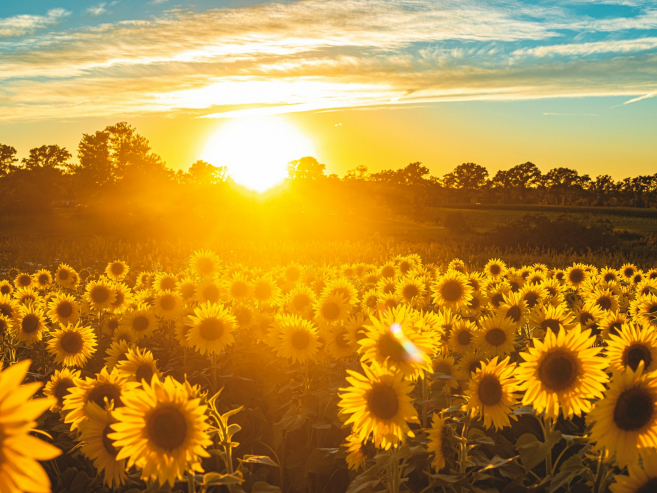 zonnebloemen 